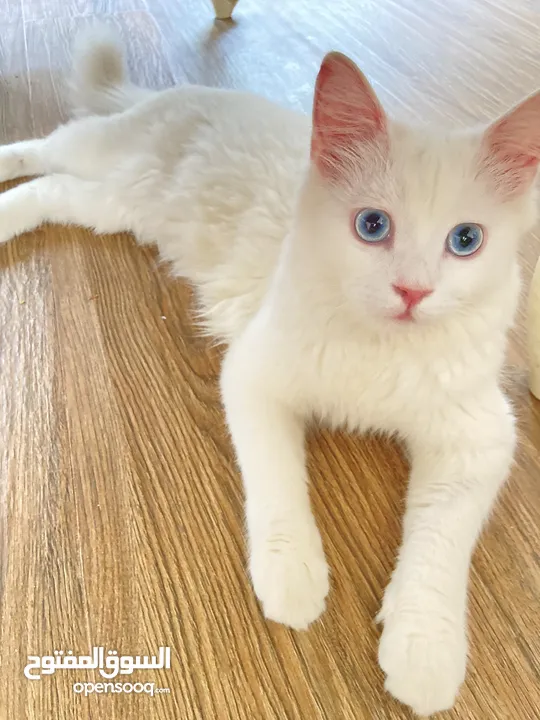 قطة بيضاء انثى