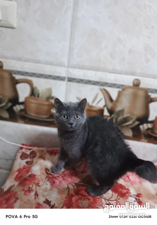 سكوتش ستريت  من ام واب سكوتش صنف عالي