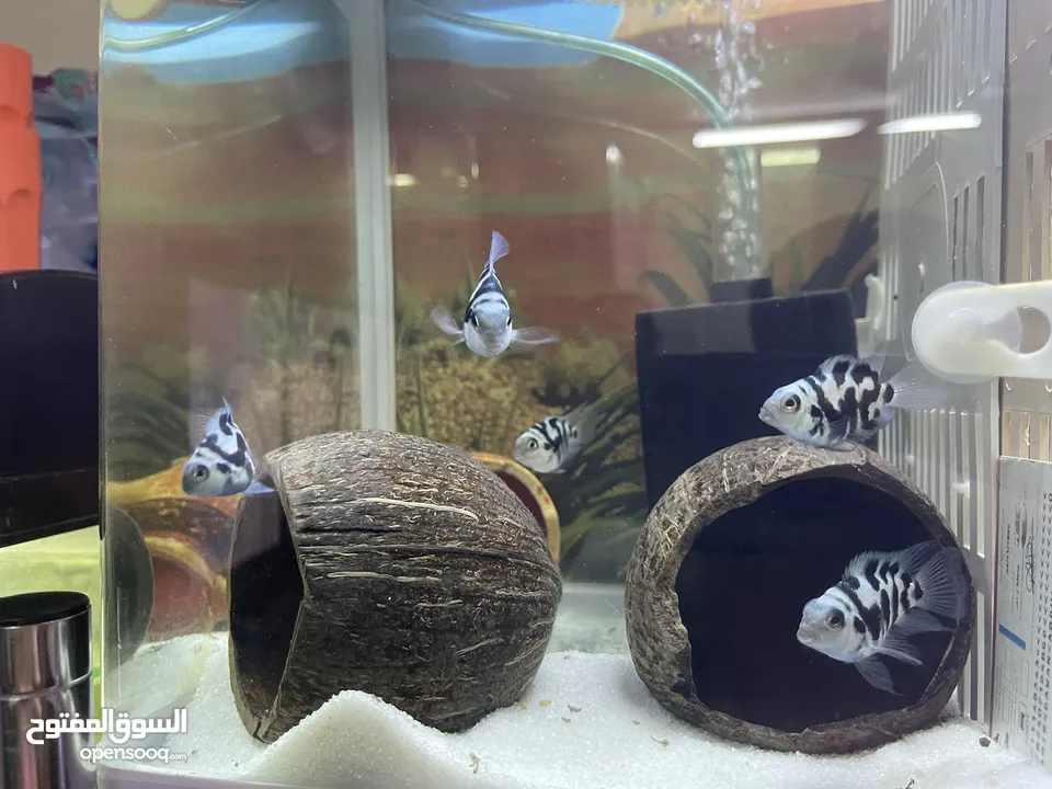 POLAR WHITE PARROT FISH  BREADING PAIR