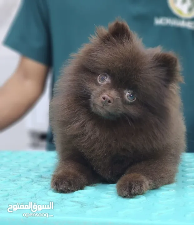 Whatapp only 4 months  fully vaccinated date of birth 30/4/2024 pure pomeranian breed