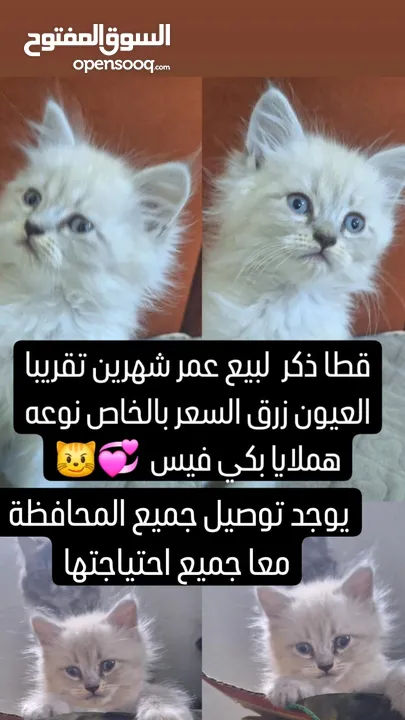 قطط صغيرة للبيع