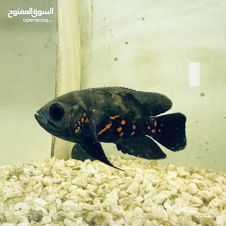 اسماك اوسكار المفترس