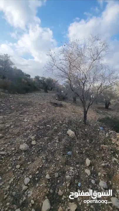 أرض للبيع، من المالك