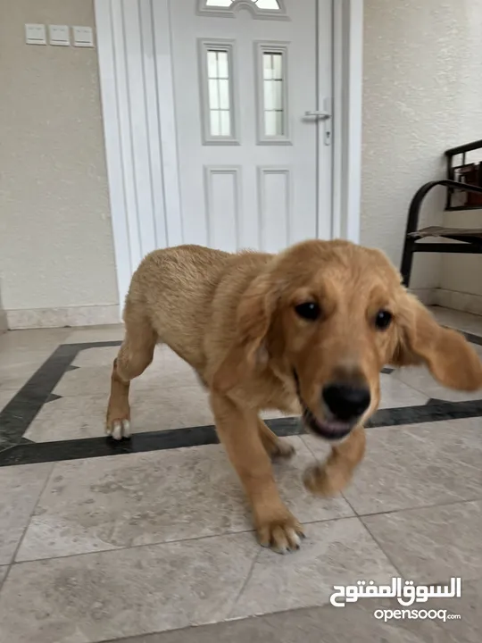 Female Golden Retriever