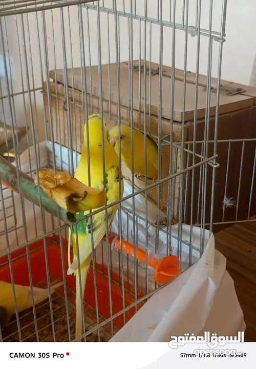 طيور حب مع فراخ عدد 2 للبيع بحاله ممتازه
