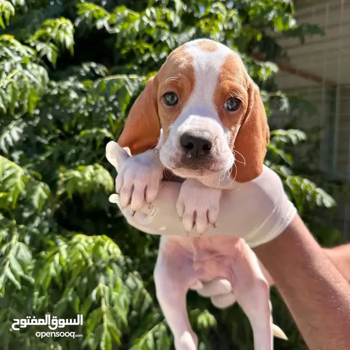 سامويد جراء مميزه