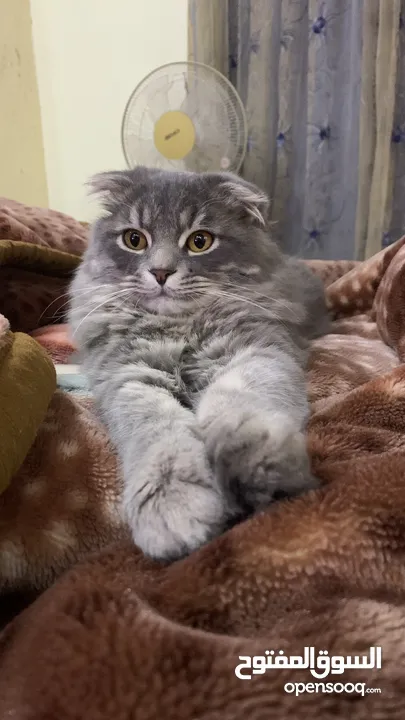 Scottish Fold + Himalayan