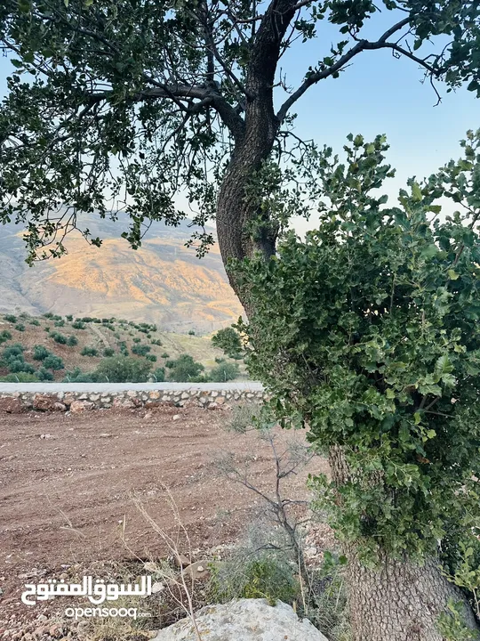 أرض مميزه _الصبيحي _ بيوضه الشماليه