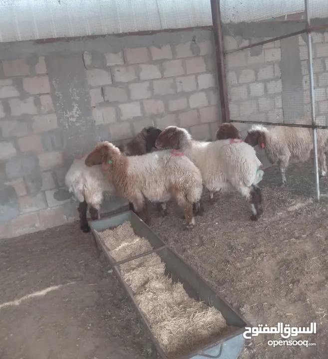 قصاب الكويت  زبح وتوصل جميع انواع الذبائح   خروف  عجل  بعير