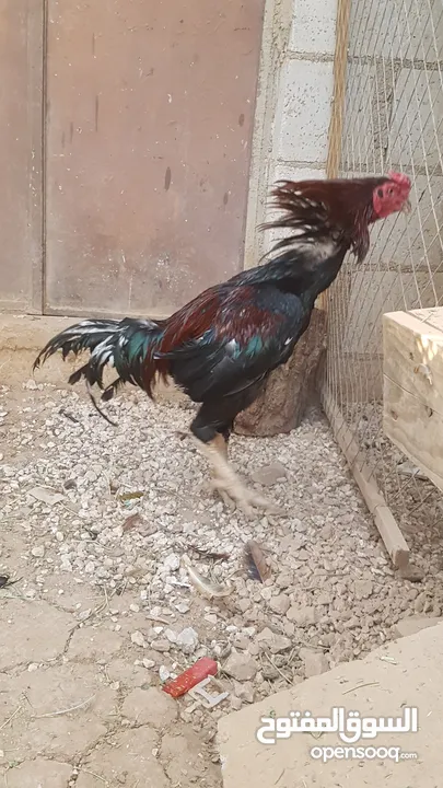 دجاج بكستاني