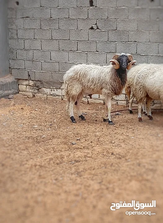 وادي ربيع خلة نور بقرب من جامع نور