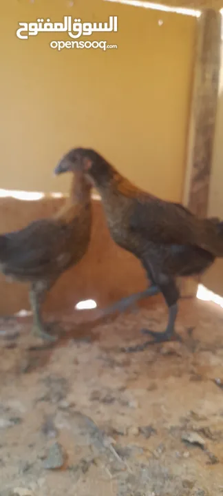 صيصان دجاج بلدي للبيع للبدل على حمام