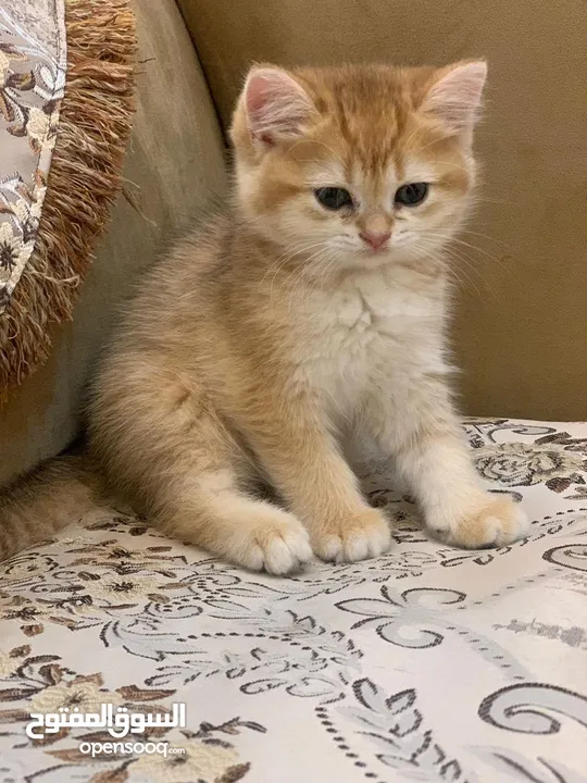 سكوتش ستريت بيور نظيف جدا