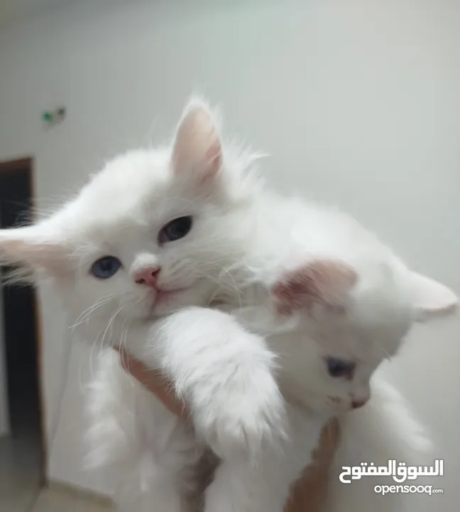 قطط للبيع موجودين في عناتا ضوحي القدس