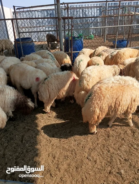 ذبيح للبيع طيبه سمان عزيمه ثلاجه خرفان طيبة هرفي جذع وتساب اتصال لتوصيل جميع مناطق قطر سوري بلدي