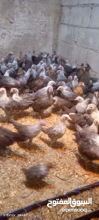 فراخ دجاج عمر شهرين و 10 ايام بلدي وفيومي مطعمات انضاف سعر الحبه 175 قرش للحبه