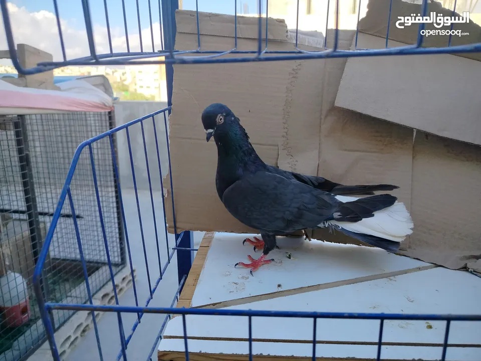 حمام بلدي وانواع اخره   بحاله ممتازة شغالات 14جوز وهاي بعض الصور