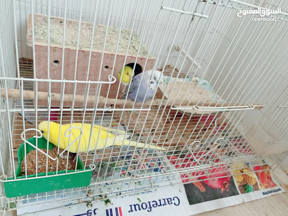 2 female and 1 male budgie