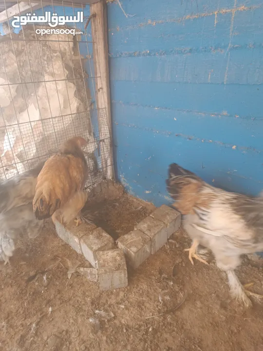 دجاج براهما