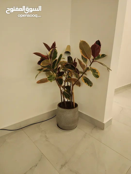 Indoor plants maintenence and outdoor garden maintenence with all kind of arrangements