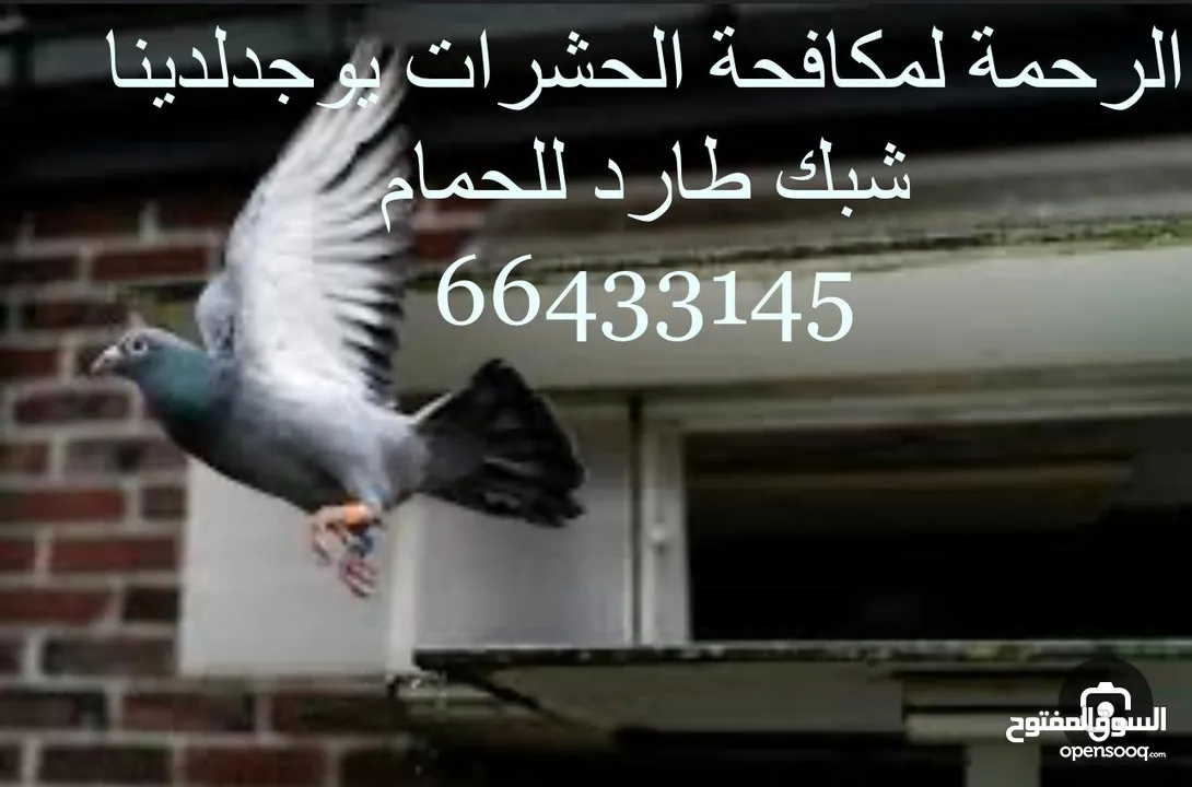 شركة الرحمة لمكافحة الحشرات والقوارض جميع مناطق الكويت خدمة 24 ساعة علي مدار اليوم