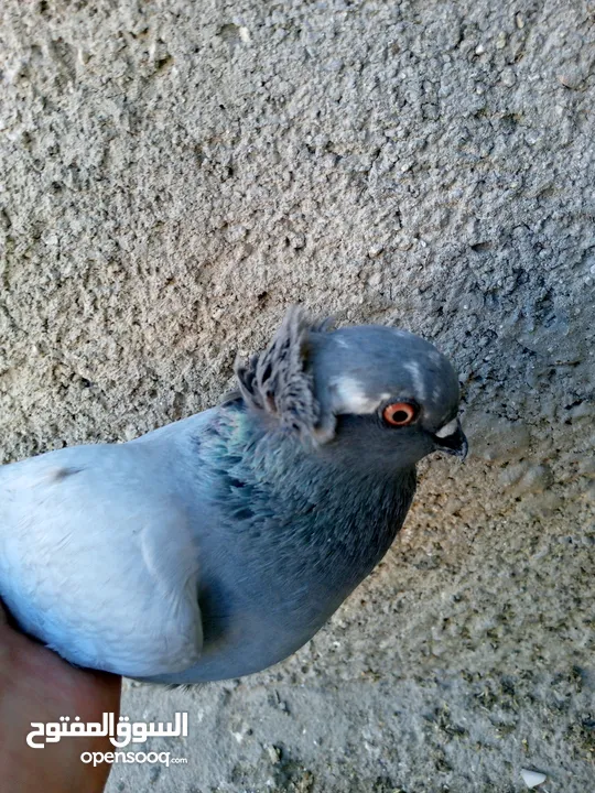 طواير للبيع