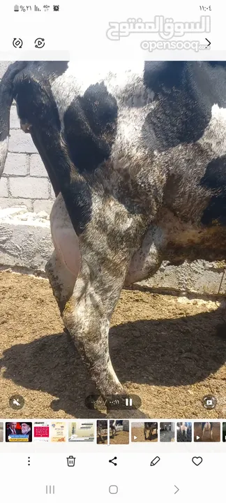 بكاكير حليب