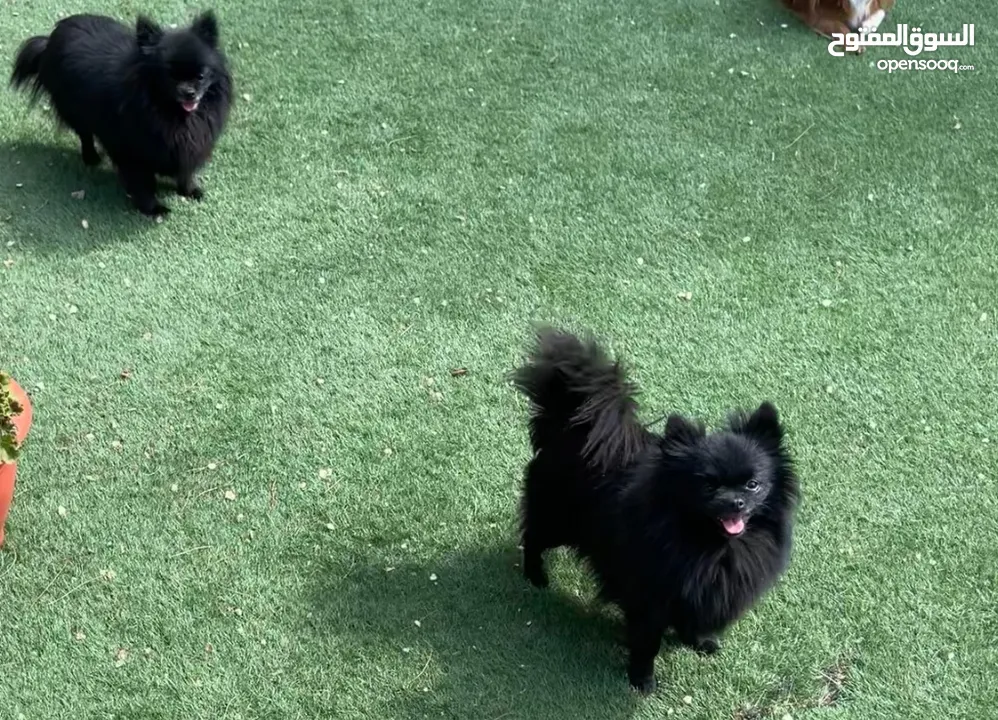 Black Pomeranian
