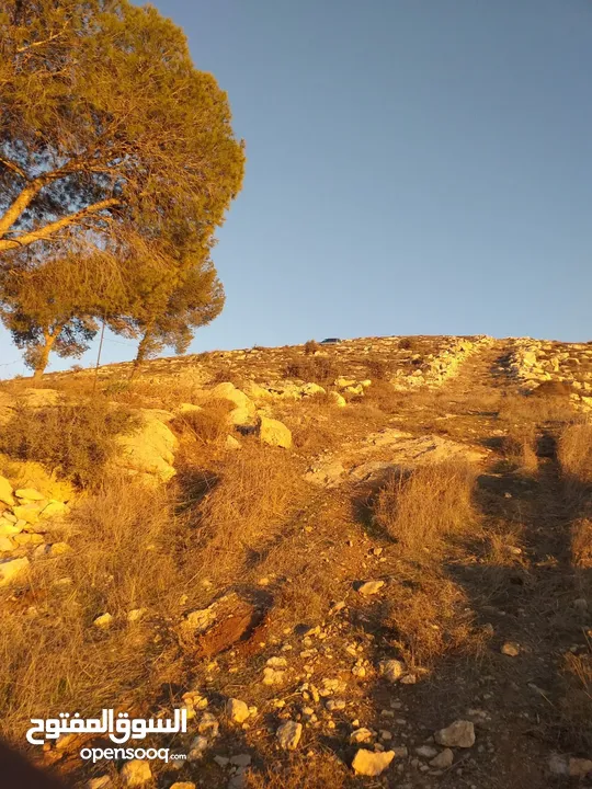 للبيع كوشان طابو او للبدل على سيارات