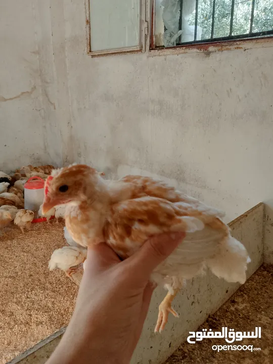 متاح صوص لوهمن براون البزره الاصليه