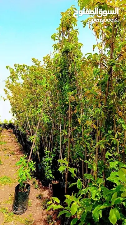 مشاتل الرويال لزراعه ومتابعه الاشجار