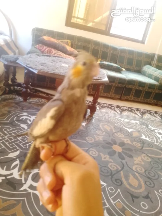 ببغاء كوكتيل اليف جدنننننن