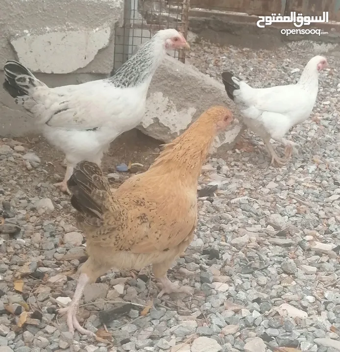 دجاج عماني كوشن