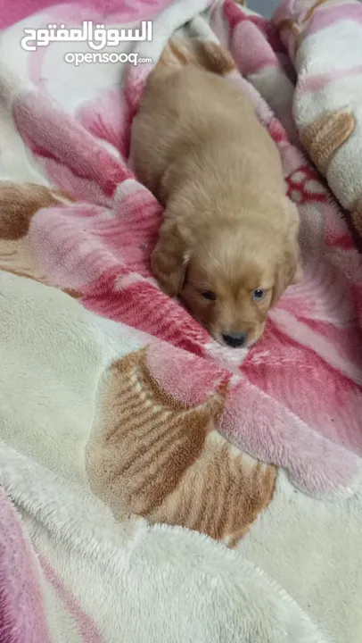 Golden retriever puppy