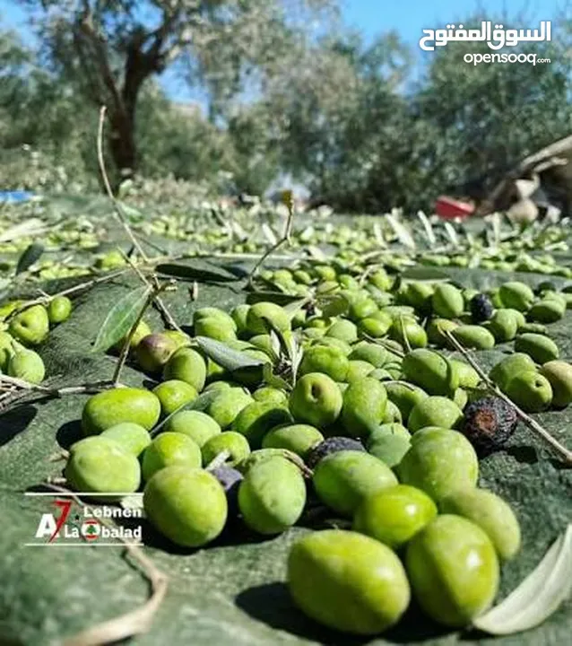 2دونم للبيع في كفرراعي (جنين)