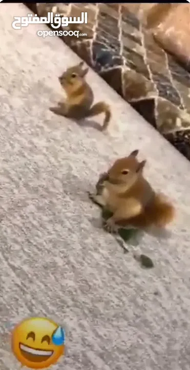 جوز سناجب شغالات للبدل