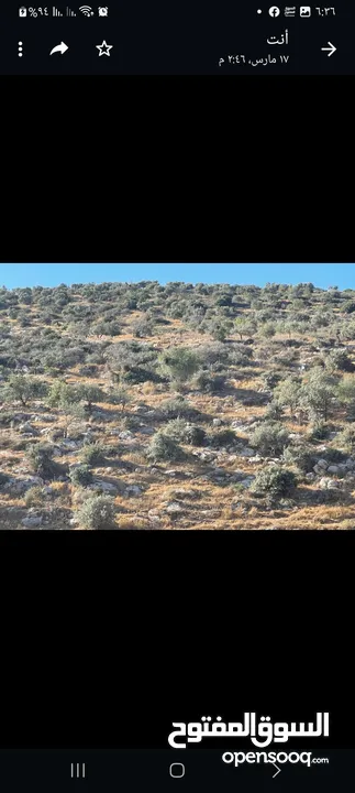 ارض للبيع في منطقه ديرغسانه كل الارض مزروعه زيتون مساحه 540متر السعر 17 الف دينار
