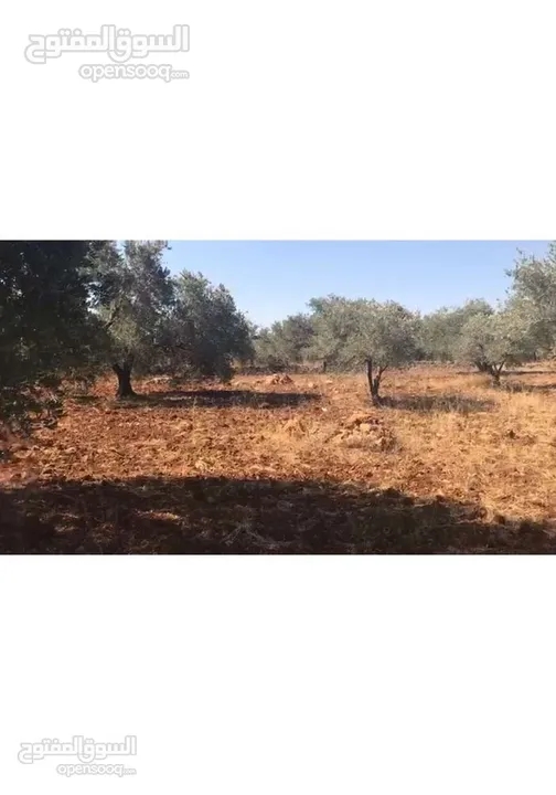تملّك أرض مميزة