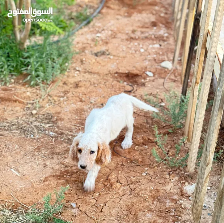 جراء صيد مميزة انجلش ستر  مع جواز سفر ودفتر مطاعيم سعر مناسب للجميع