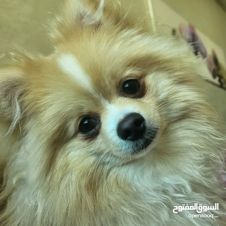 Pomeranian