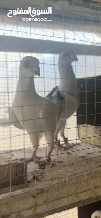 جواز للبيع