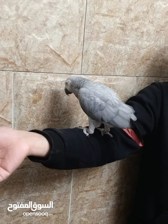 طير كاسكو خارق