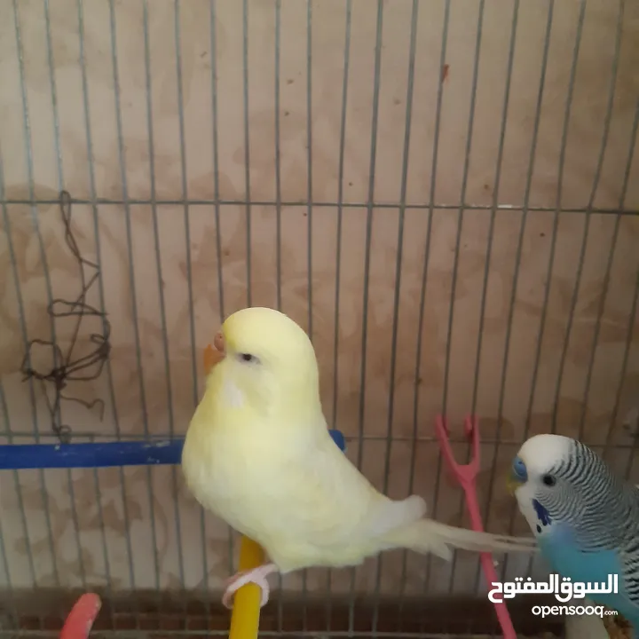 طيور حب للبيع سعر الجوز 15دينار مع قفص والمعالفه وبياضاه . طيور حب انجليزي