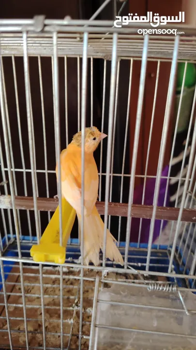 كنار للبيع او للبدل