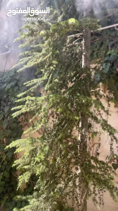مؤسسة شمس المنار الذهبية لمكافحة الحشرات والقوارض