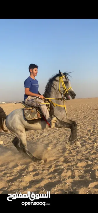حصان عربي اصيل