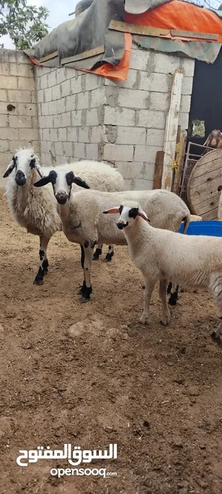 عنم قبرصي الاصلي
