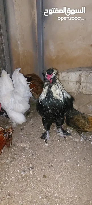 ديك زينه نوع فرنسي (هاودن) للبيع بسعر مغري الديك الأسود شرس
