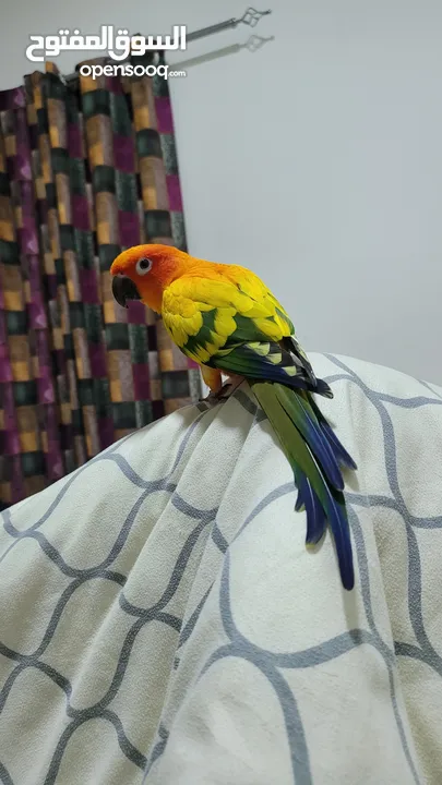 Sun Conure loving , friendly and sweet