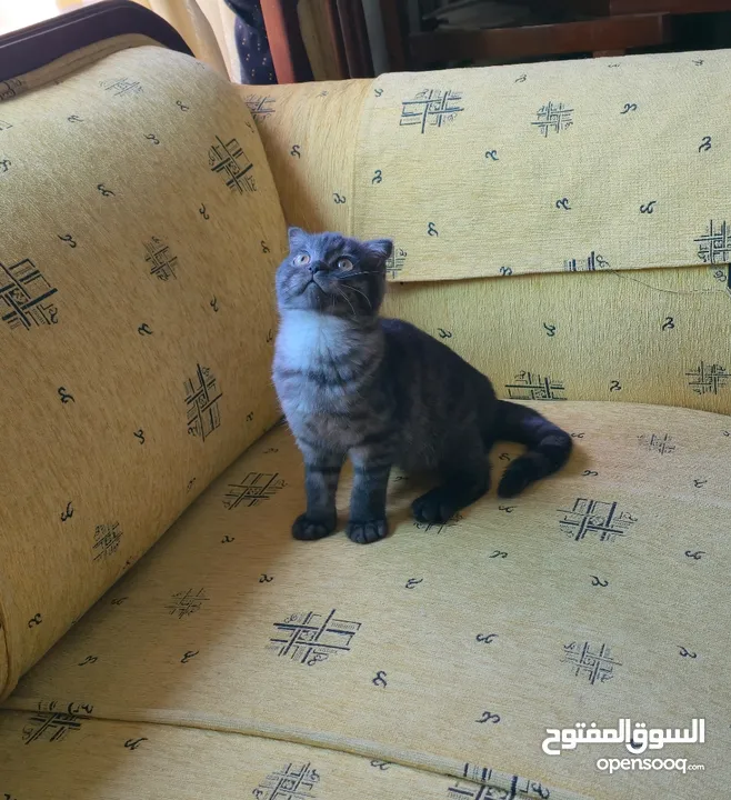 ذكرين سكوتش فولد و ذكر سكوتش ستريت للبيع بسعر مناسب